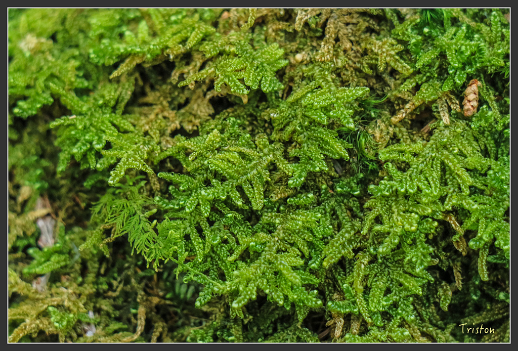 IMG_5454.jpg - 20160323 日本熊野古道健行