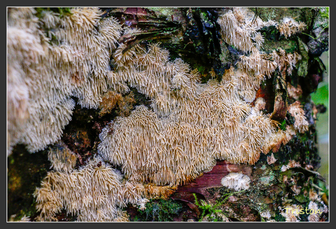 _MG_2730.jpg - 20161013 稻城亞丁