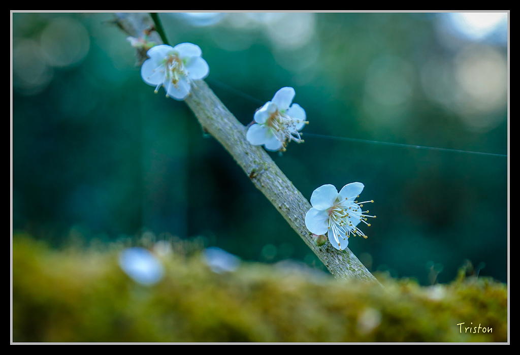 _H1A1210.jpg - 20170117 烏松崙、竹青庭