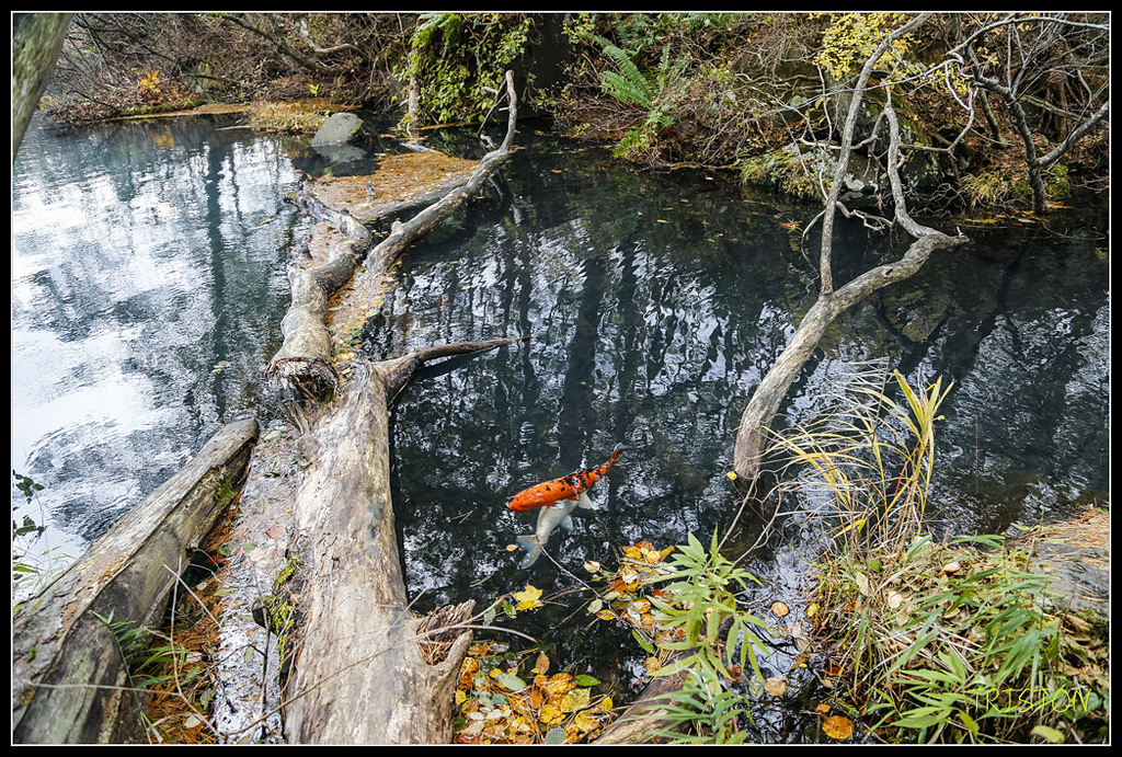 _H1A1159.jpg - 20171103 日本只見線、會津若松五色沼、昭和記念公園賞紅葉