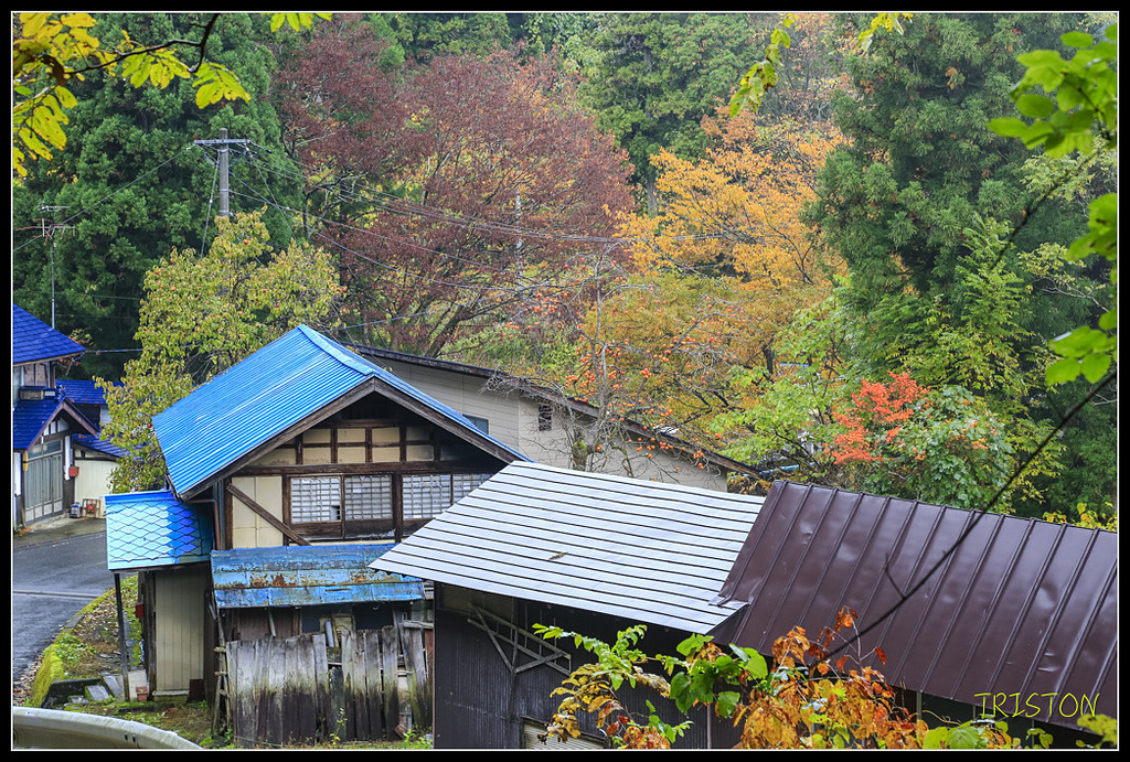 _H1A0417.jpg - 20171103 日本只見線、會津若松五色沼、昭和記念公園賞紅葉