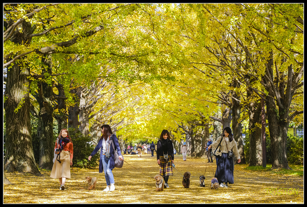 _H1A1657.jpg - 20171103 日本只見線、會津若松五色沼、昭和記念公園賞紅葉