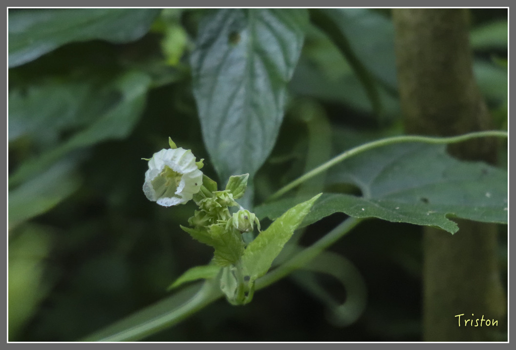 IMG_2086.jpg - 20180715 涼山瀑布