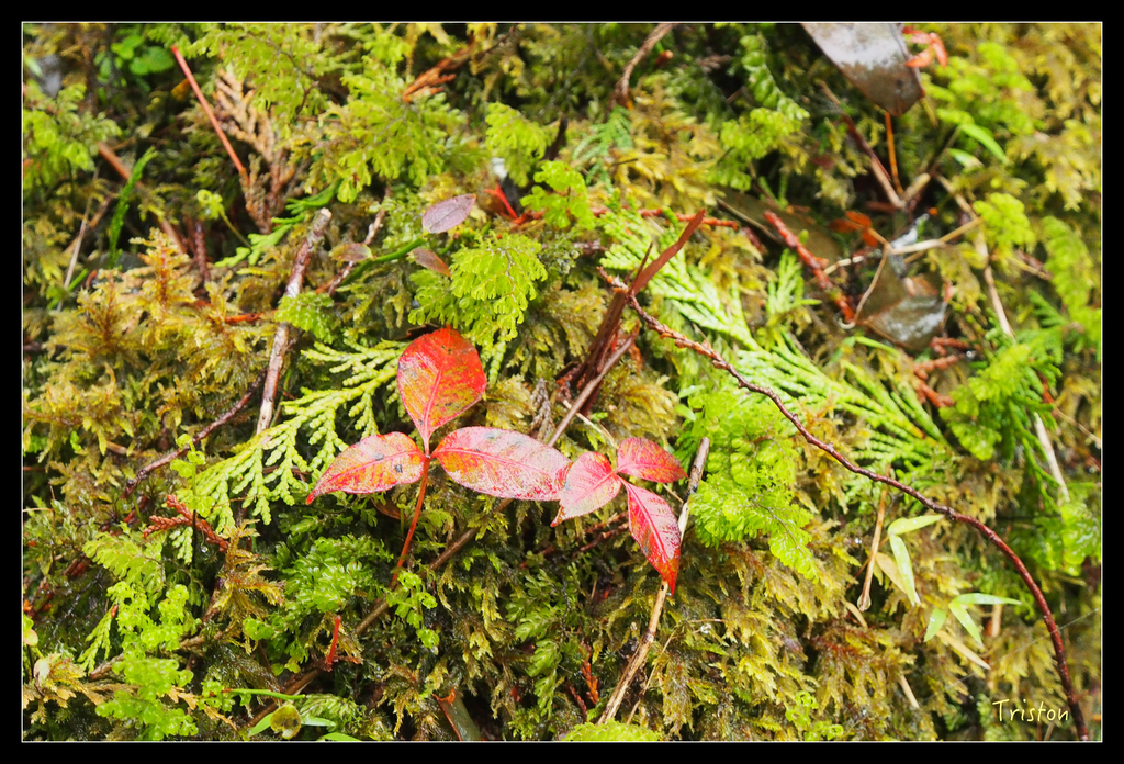 PA240165.jpg - 20151024~25 幾米公園、翠峰湖、翠峰山屋、望洋山步道、山毛櫸步道