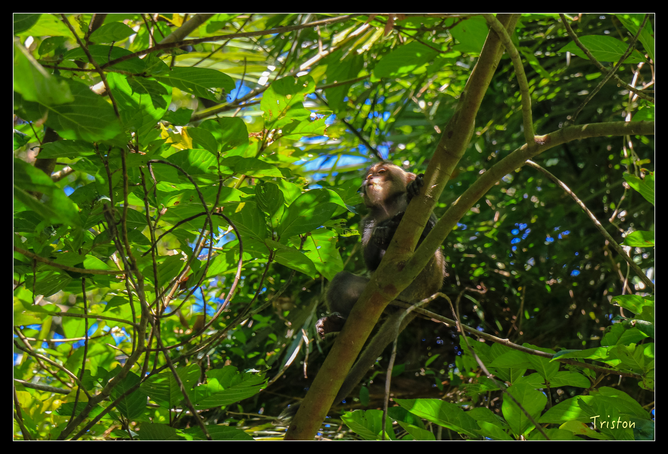 IMG_0388.jpg - 20151214 林內龍過脈步道