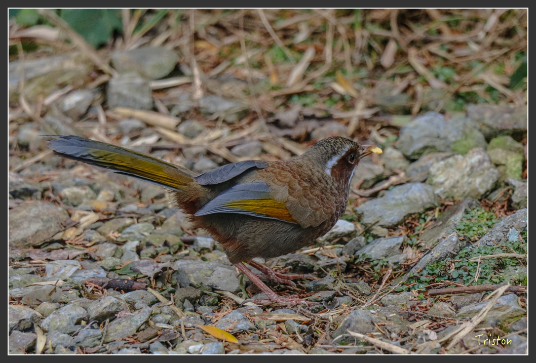 IMG_1102.jpg - 20151219 鳶嘴稍來山、小雪山林道