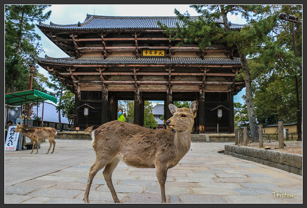 IMG_4318.jpg - 20160323 日本熊野古道健行