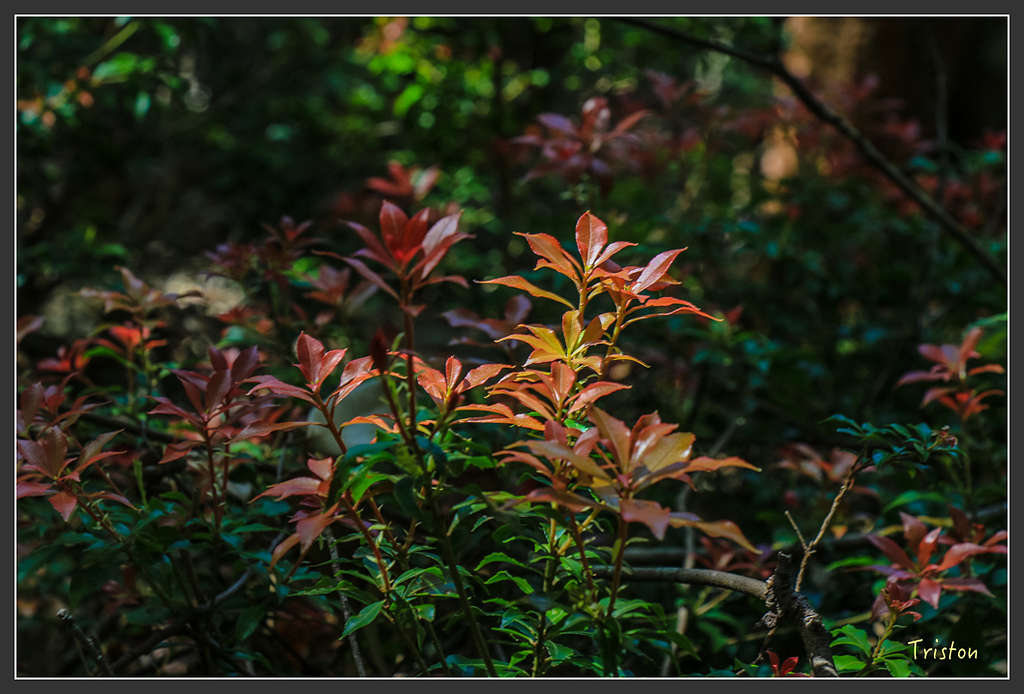 IMG_5098.jpg - 20160323 日本熊野古道健行