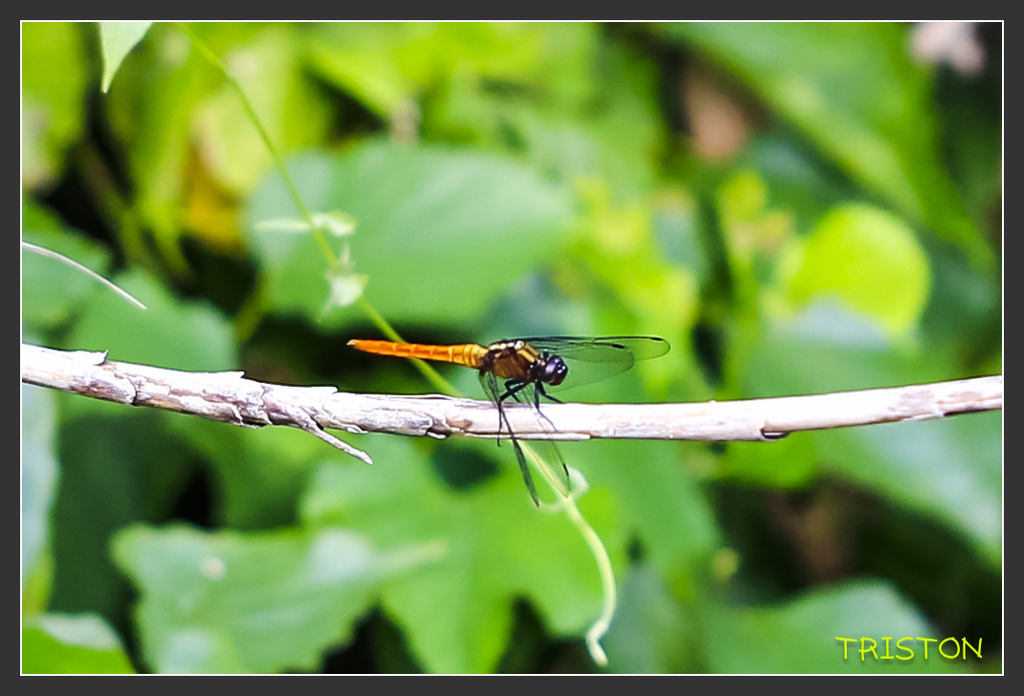 _H1A6754.jpg - 20170904 獨立山步道生態