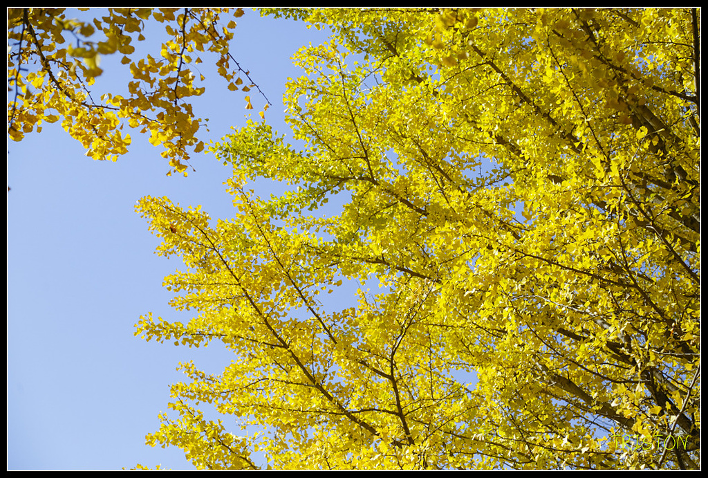 _H1A1695.jpg - 20171103 日本只見線、會津若松五色沼、昭和記念公園賞紅葉