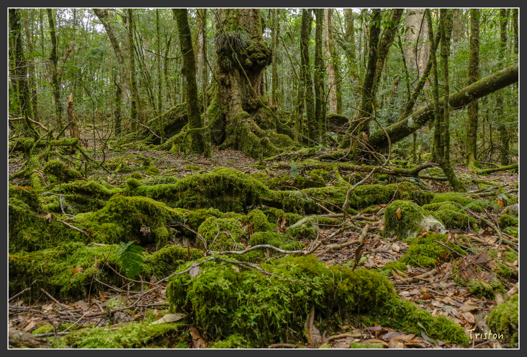 IMG_1177.jpg - 20151219 鳶嘴稍來山、小雪山林道