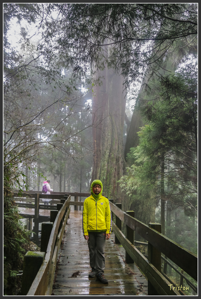 IMG_3294.jpg - 20160227 觀霧森林步道