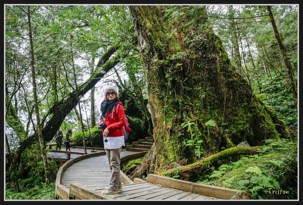 00116.jpg - 20161231 明池 神木園