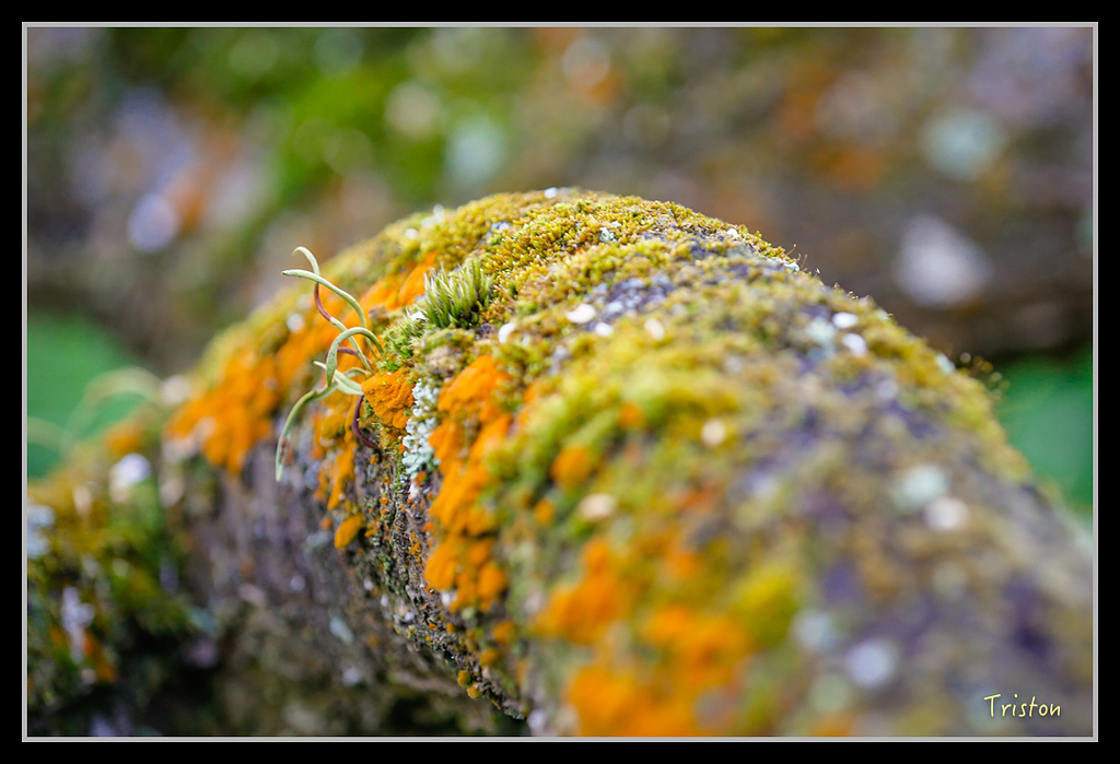 _H1A1288.jpg - 20170117 烏松崙、竹青庭