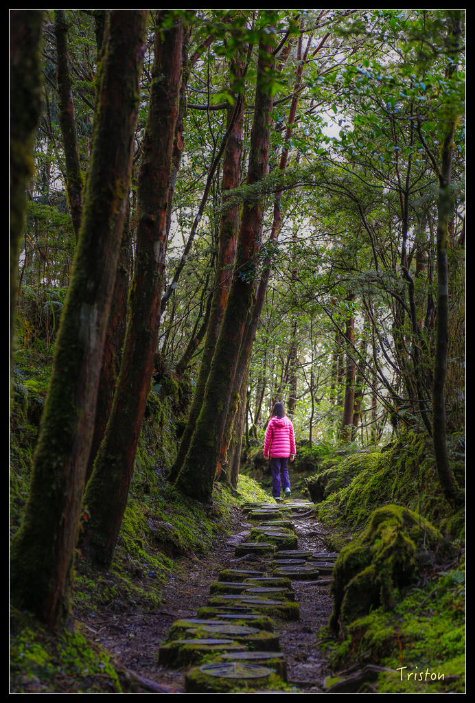 JH1A0145.jpg - 20151024~25 幾米公園、翠峰湖、翠峰山屋、望洋山步道、山毛櫸步道