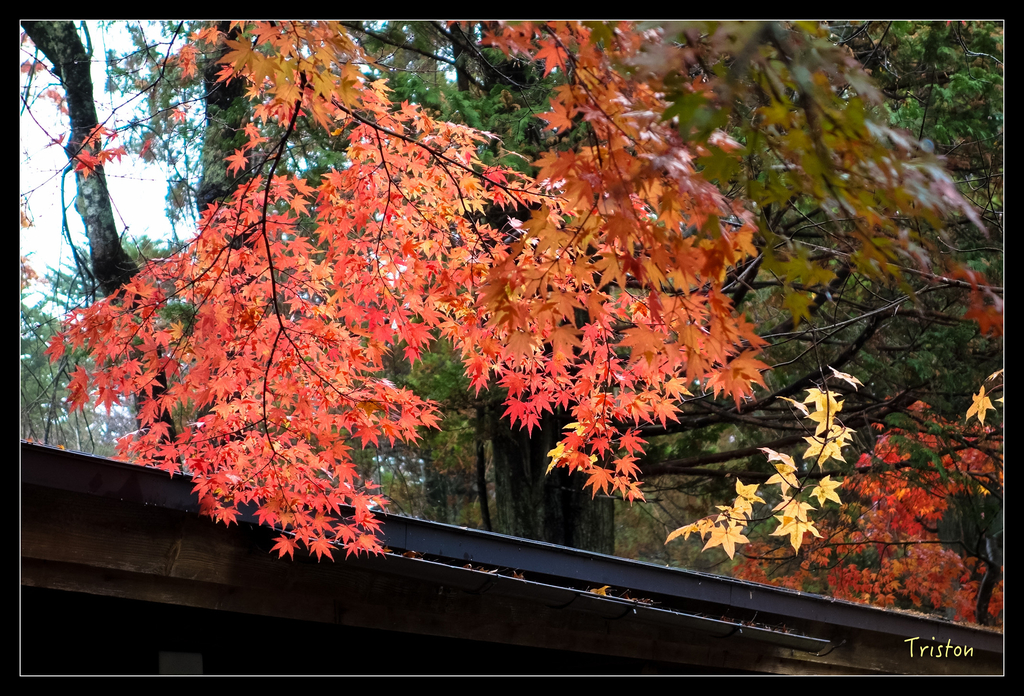 DSC00250.jpg - 20151031 秋天的童話-貴婦東京輕井澤紀行