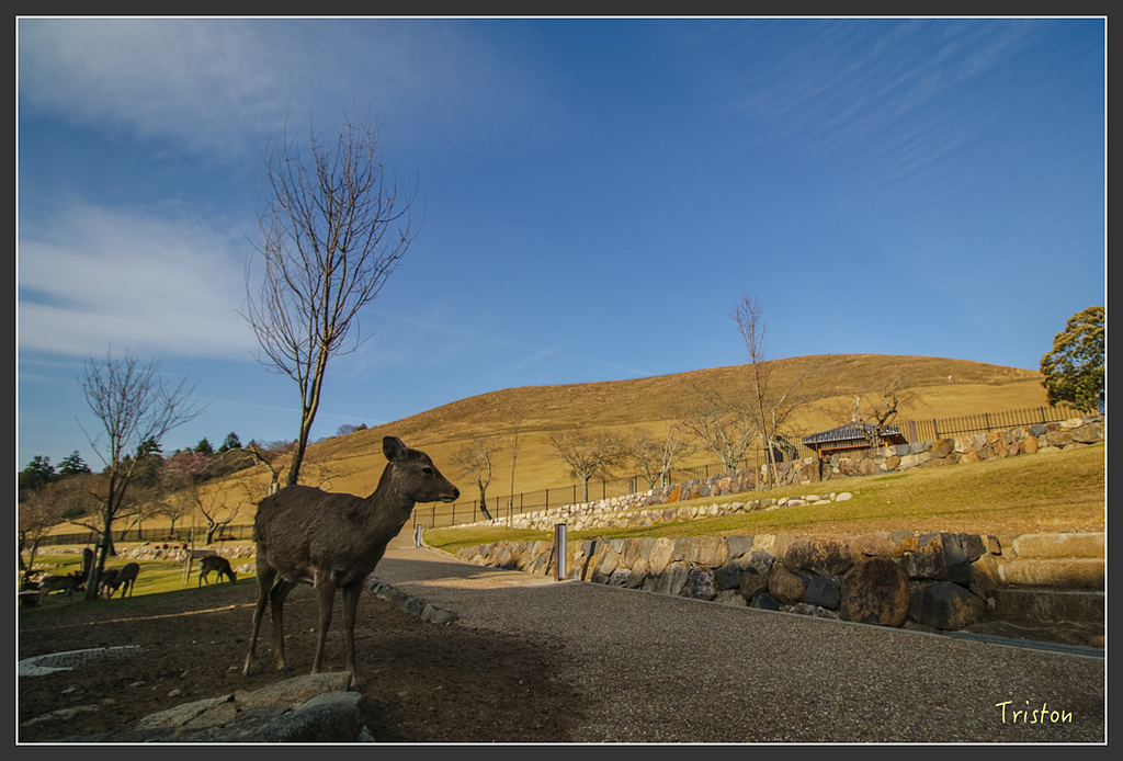 IMG_4123.jpg - 20160323 日本熊野古道健行