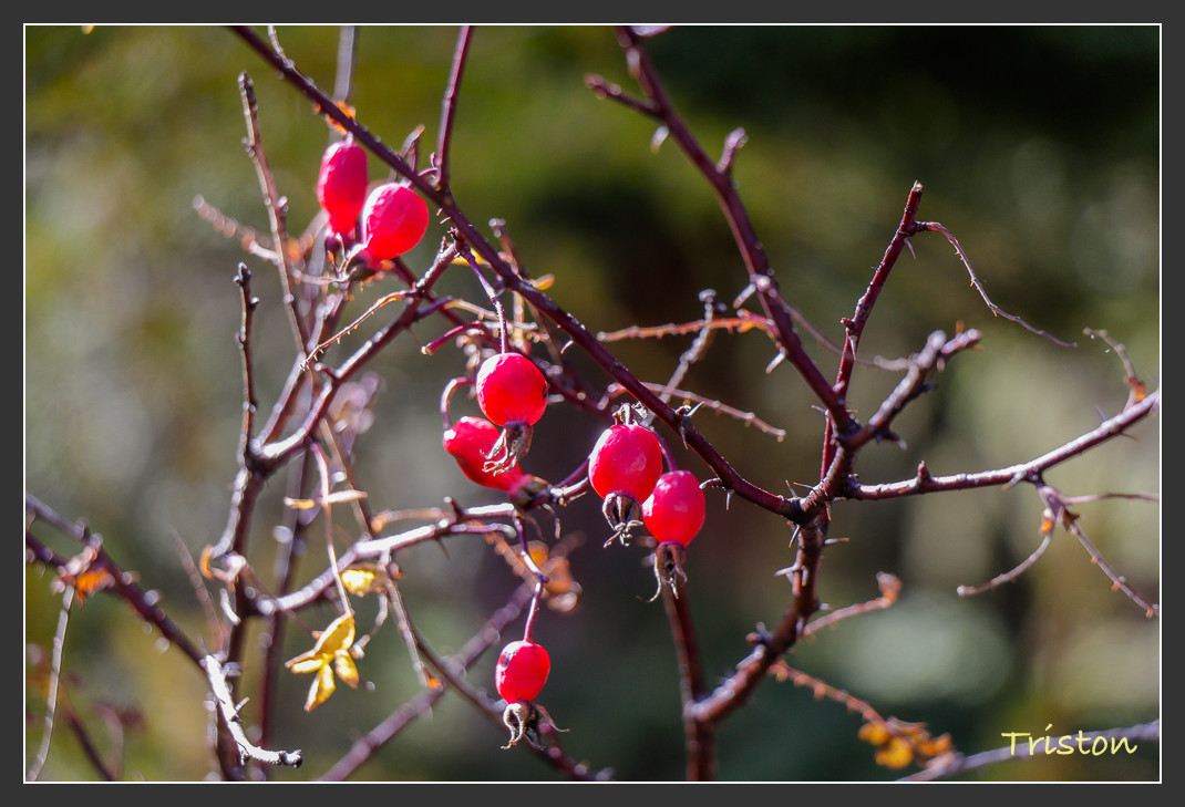 _MG_0644.jpg - 20161013 稻城亞丁