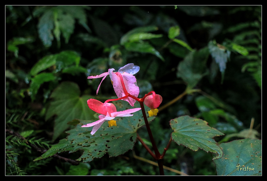 IMG_8333.jpg - 20150926 大凍山切霹靂山 抵龍雲山莊