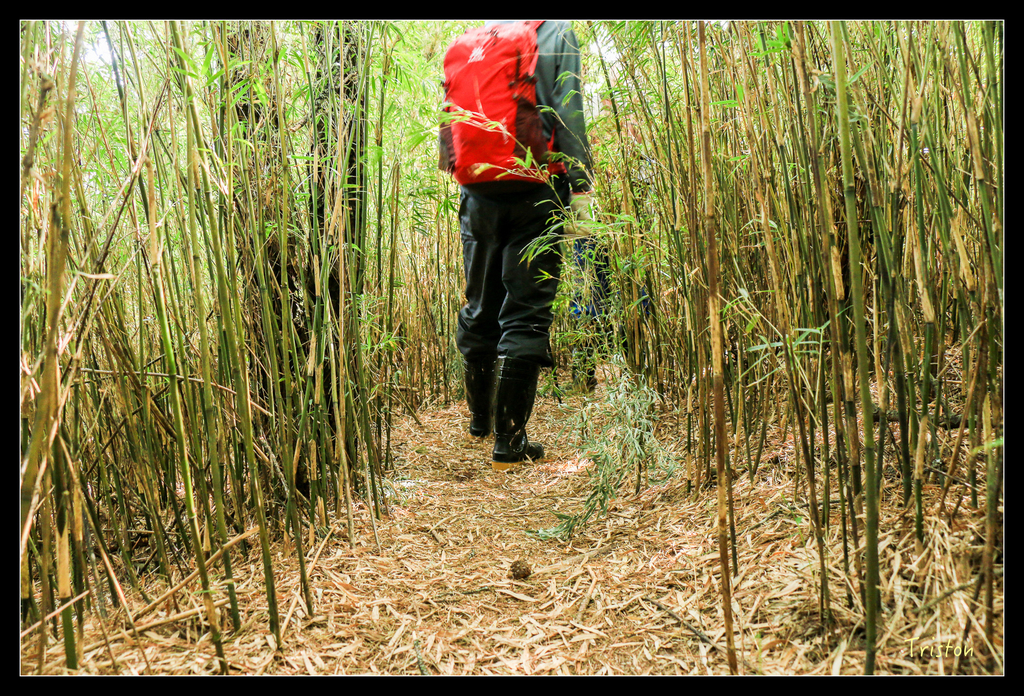 IMG_8611.jpg - 20151017 郡大林道、望鄉山、郡大山