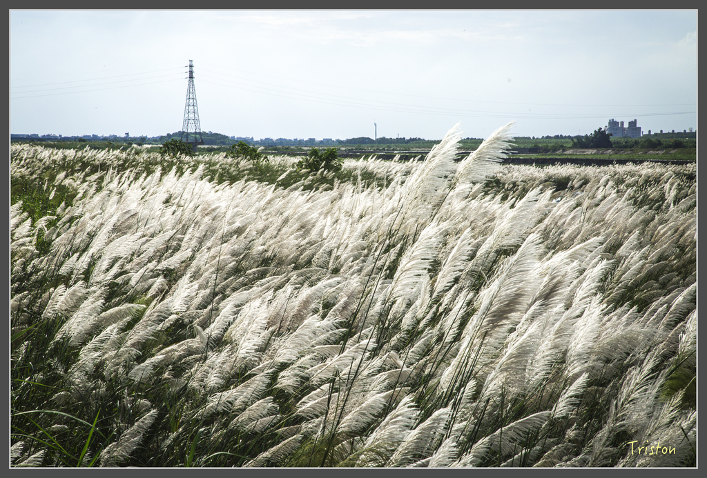 jh1a9874_29697922805_o.jpg - 20160929 八掌溪菅芒花+奇美博物館夕陽