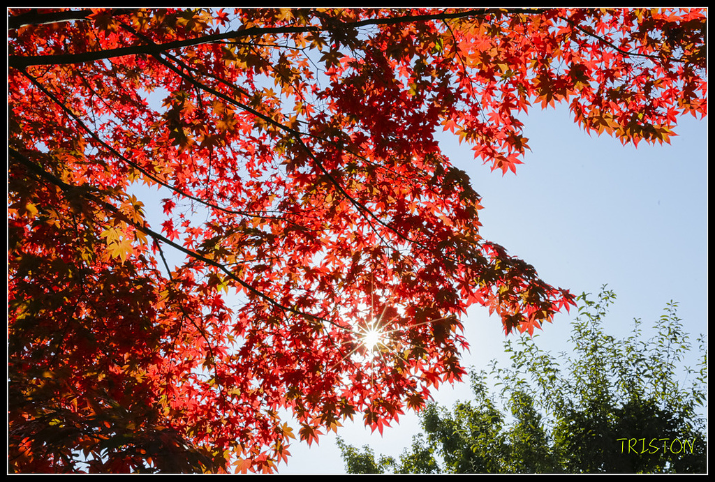_H1A1715.jpg - 20171103 日本只見線、會津若松五色沼、昭和記念公園賞紅葉