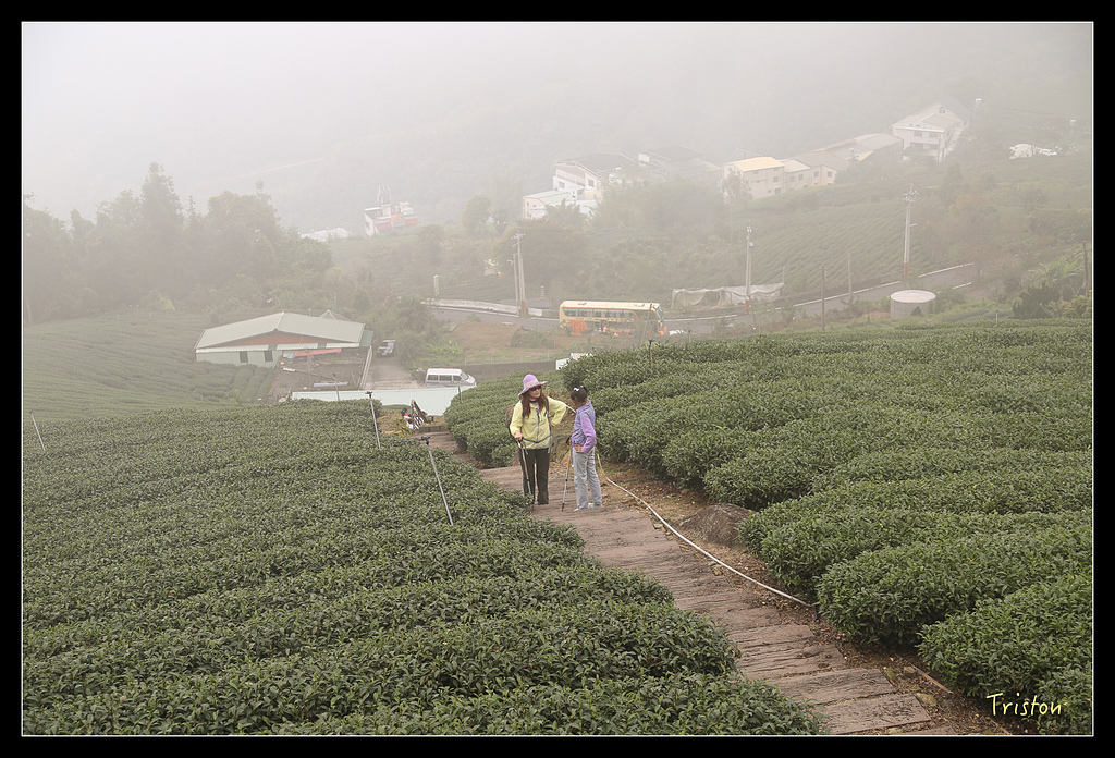 JH1A9728.jpg - 20150920 石棹,霧之道 茶之道 雲之道