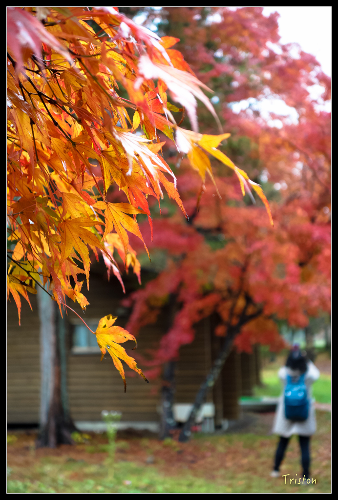 DSC00252.jpg - 20151031 秋天的童話-貴婦東京輕井澤紀行