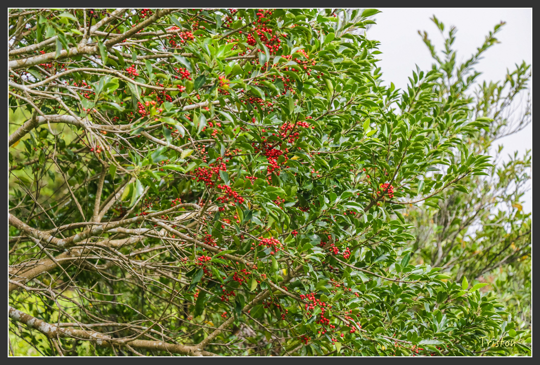 IMG_1491-2.jpg - 20160122 南仁湖、墾丁