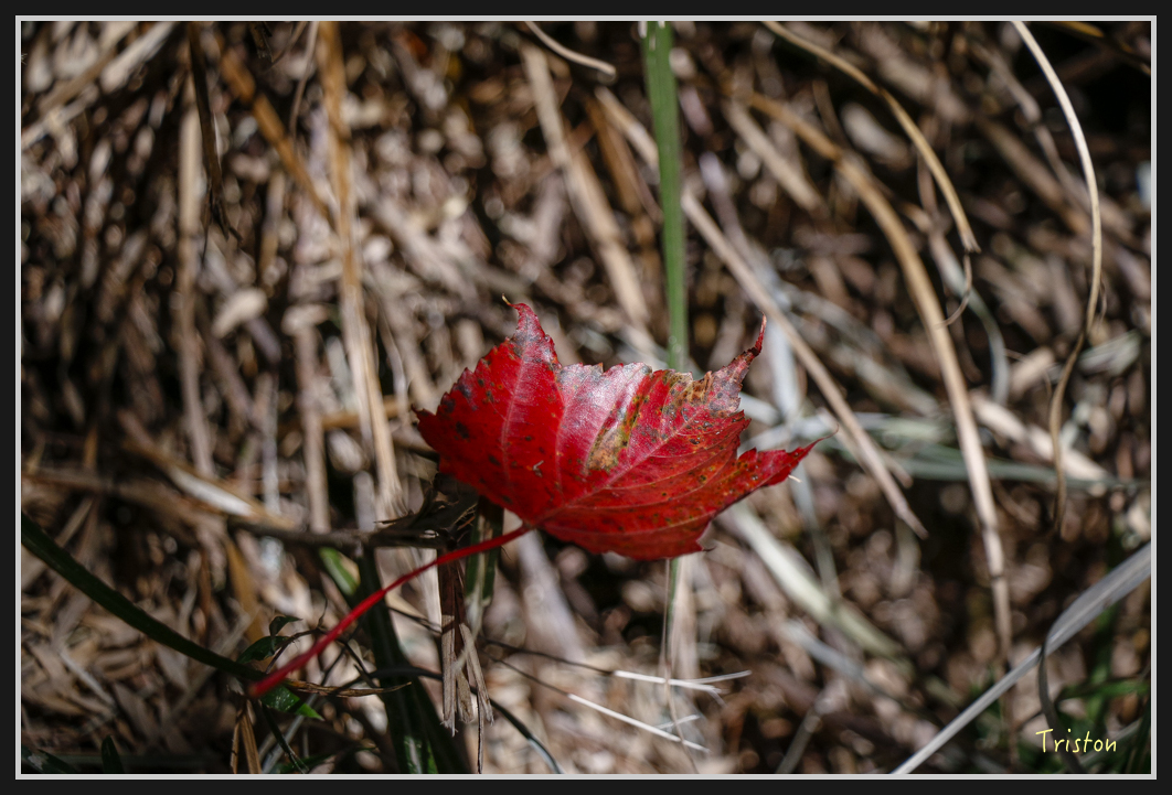 _MG_0088.jpg - 20161226 大塔山