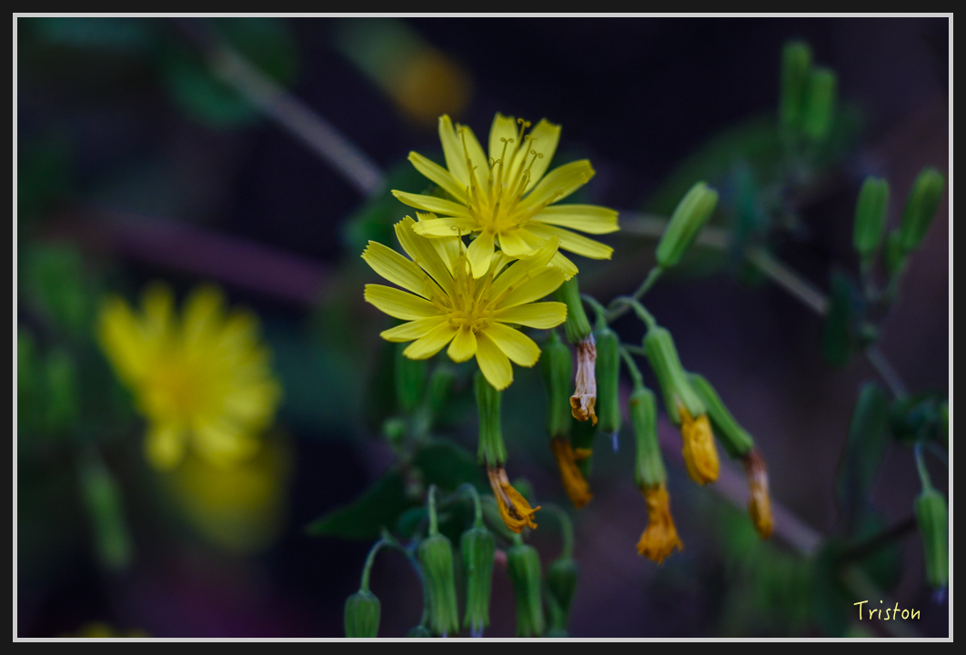 0075.jpg - 20170107 香港健行