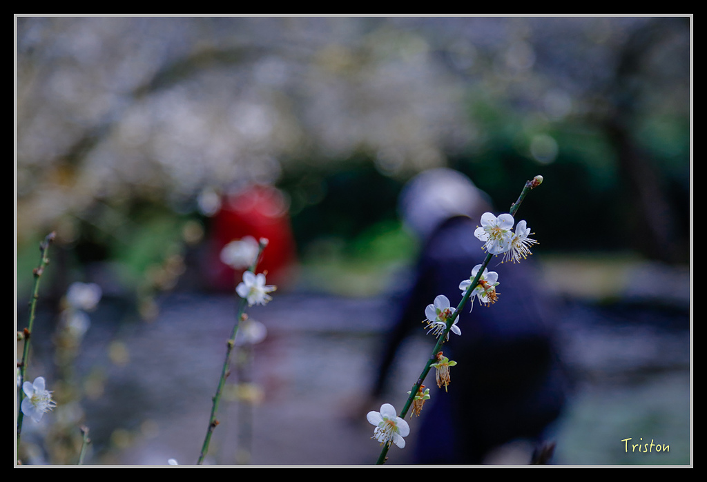 _H1A1376.jpg - 20170117 烏松崙、竹青庭