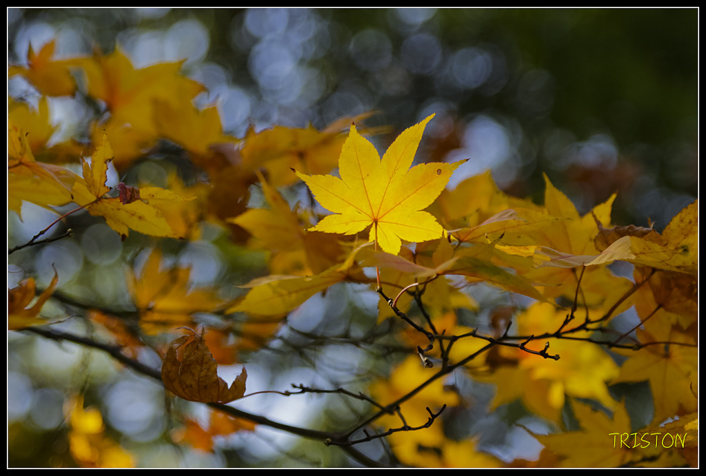 _H1A1771.jpg - 20171103 日本只見線、會津若松五色沼、昭和記念公園賞紅葉