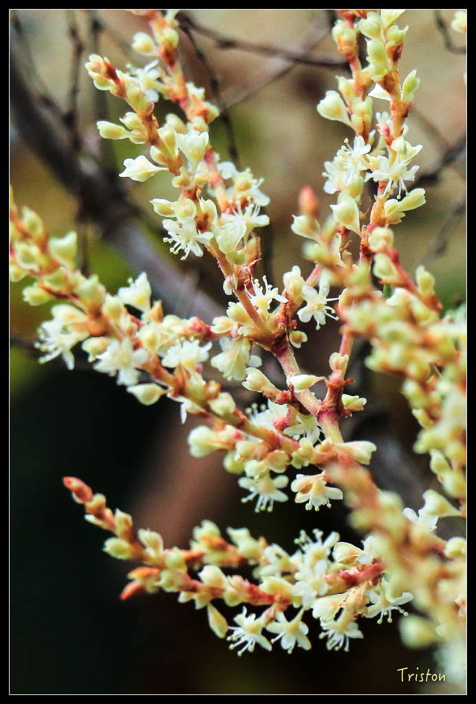 IMG_8792.jpg - 20151017 郡大林道、望鄉山、郡大山