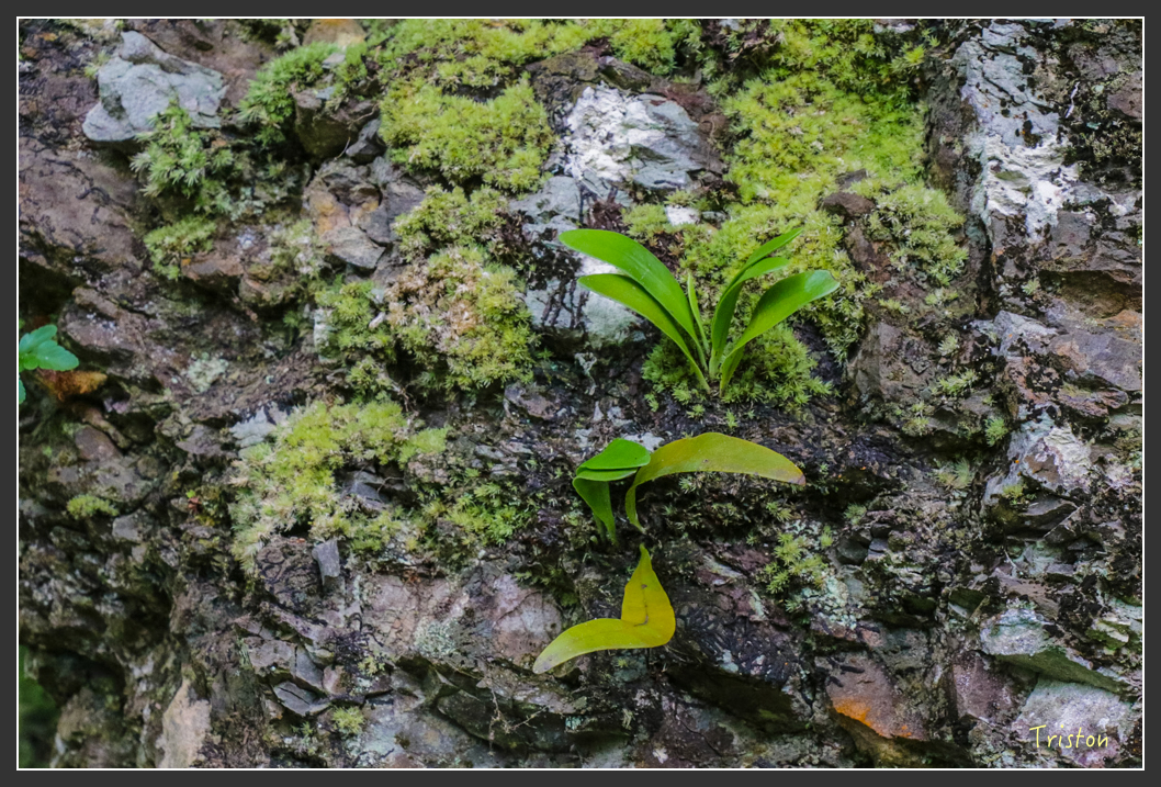 IMG_1404-2.jpg - 20160122 南仁湖、墾丁