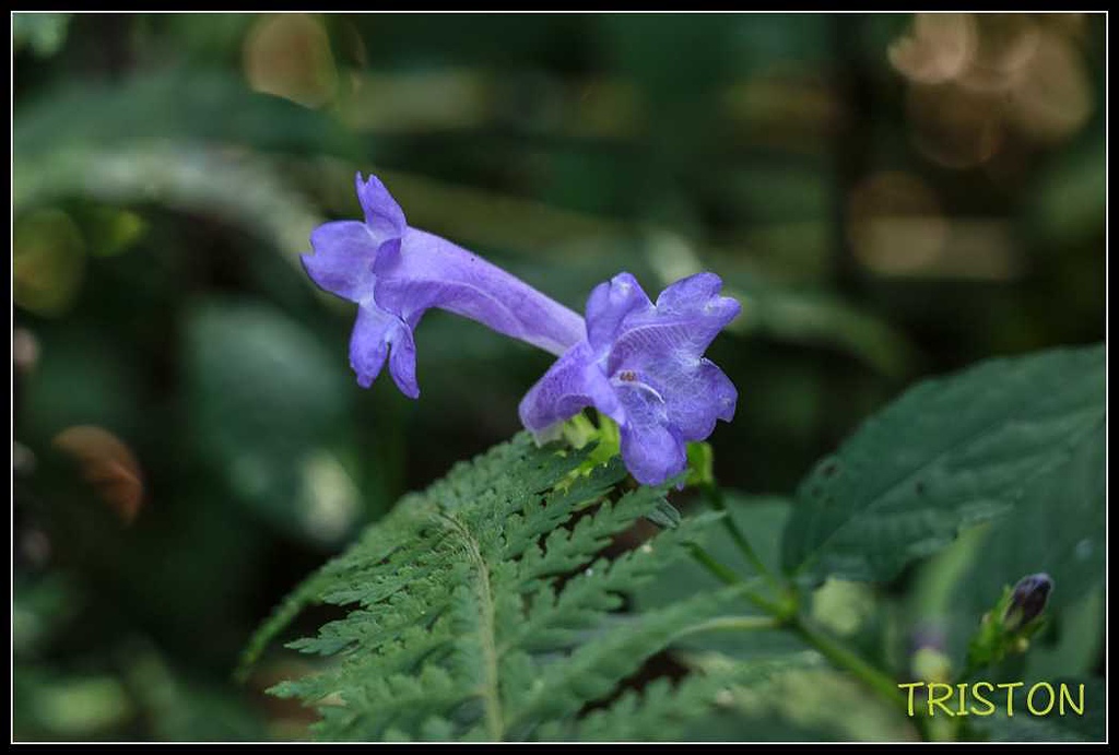 _MG_0003.jpg - 20170920 加里山