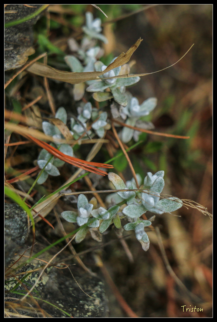 IMG_8796.jpg - 20151017 郡大林道、望鄉山、郡大山