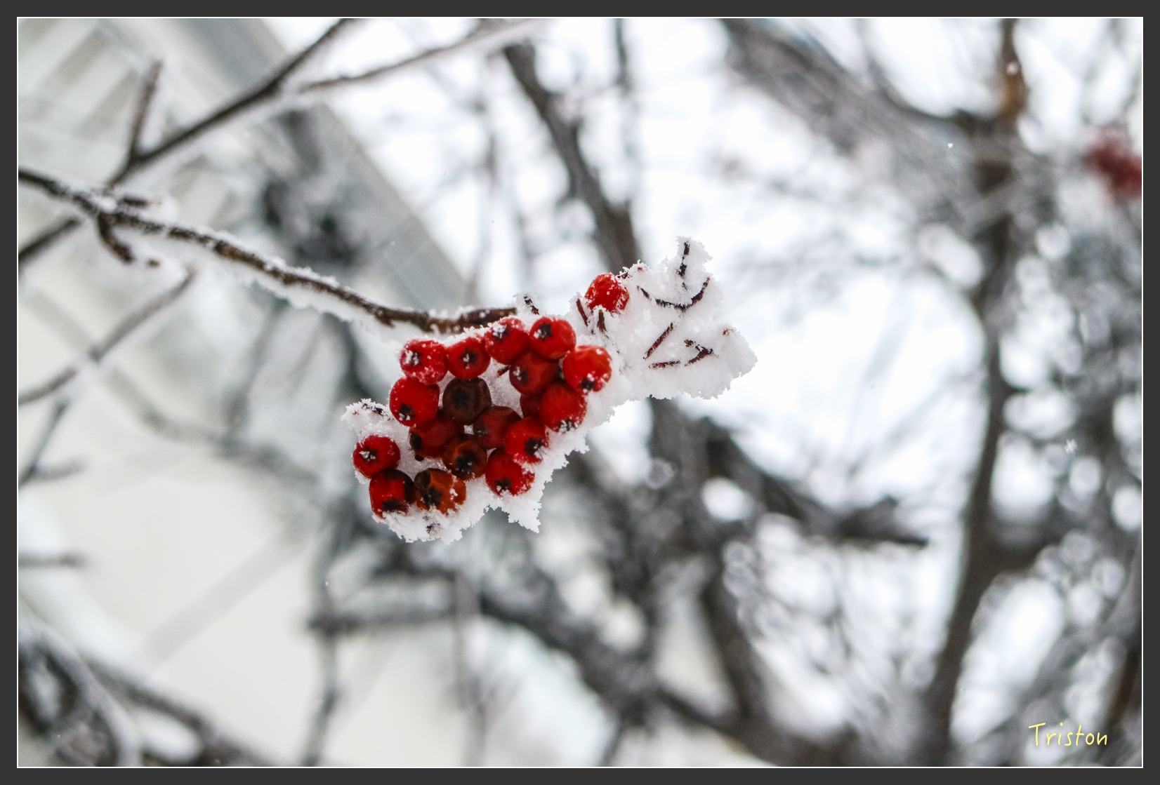 2016ZAO-01235.jpg - 20160131 日本藏王溫泉滑雪親子行