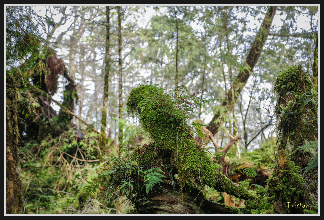 00124.jpg - 20161231 明池 神木園