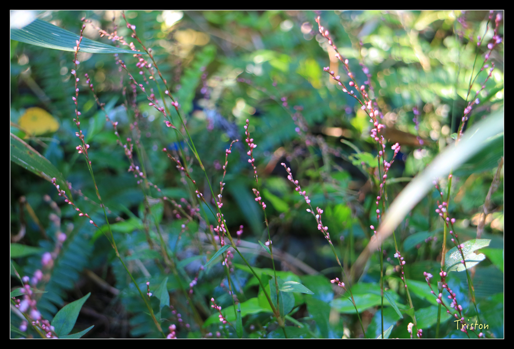 IMG_0485.jpg - 20151107 富士坪古道