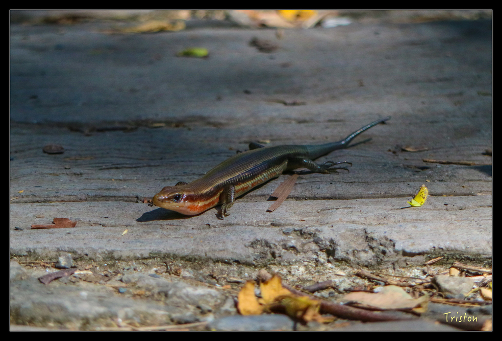 IMG_0599.jpg - 20151109 卡悠峰瀑布、枋野車站