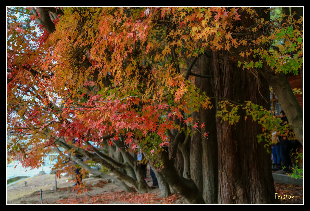 JH1A0960.jpg - 20151205 合歡溪步道、108K楓之谷