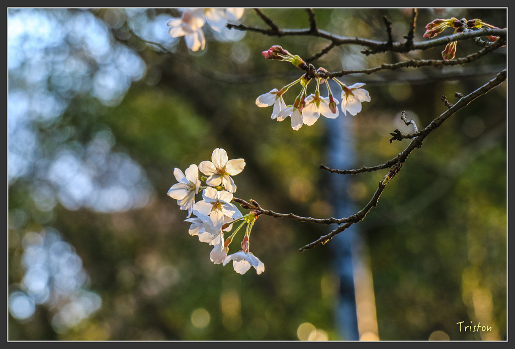 IMG_5965.jpg - 20160323 日本熊野古道健行