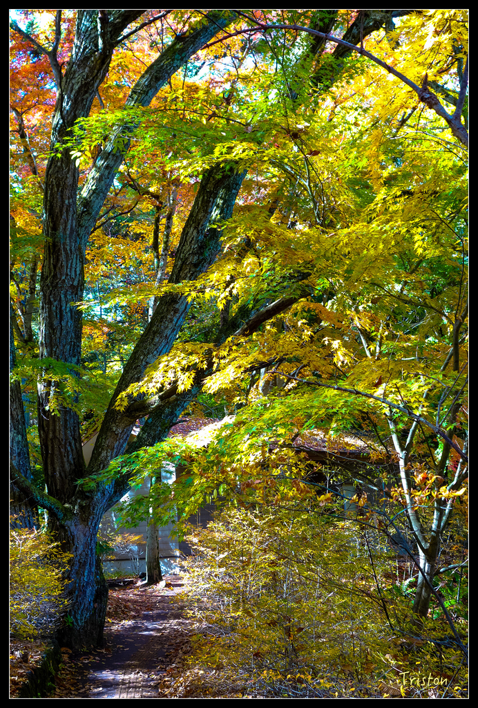 DSC00343.jpg - 20151031 秋天的童話-貴婦東京輕井澤紀行