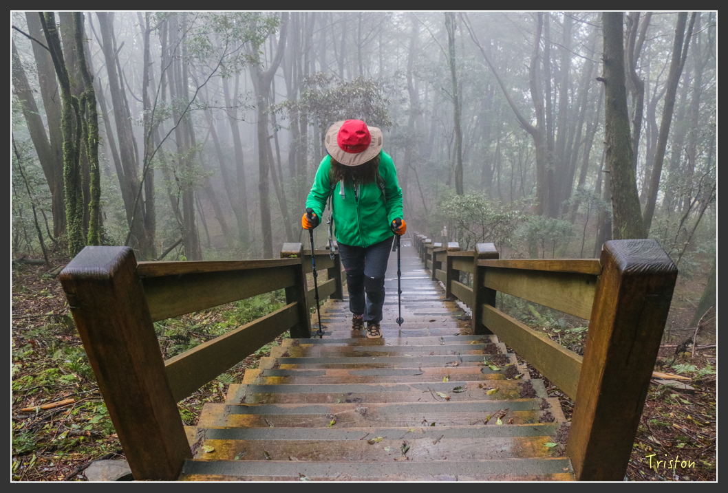 IMG_3316.jpg - 20160227 觀霧森林步道