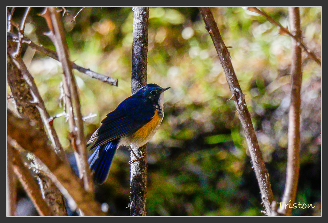 _MG_2040.jpg - 20161013 稻城亞丁