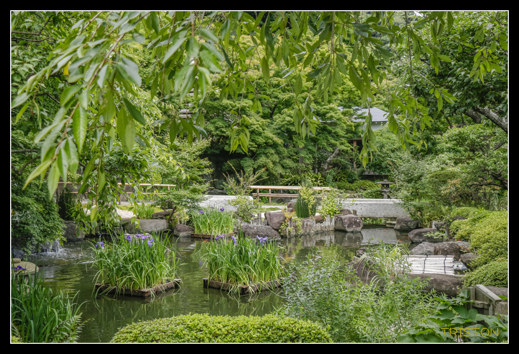 _MG_1445.jpg - 20170702 靜岡東海道之旅
