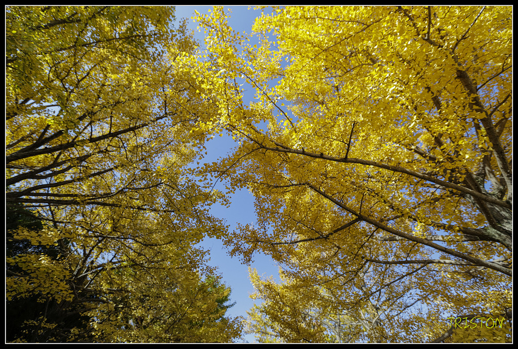 _H1A1555.jpg - 20171103 日本只見線、會津若松五色沼、昭和記念公園賞紅葉