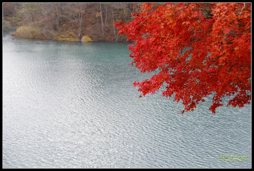 _H1A1144.jpg - 20171103 日本只見線、會津若松五色沼、昭和記念公園賞紅葉