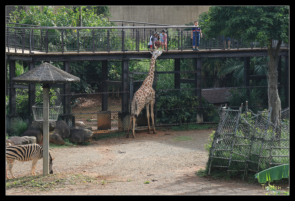 IMG_8138.jpg - 20150717 台北兒童新樂園 六福村
